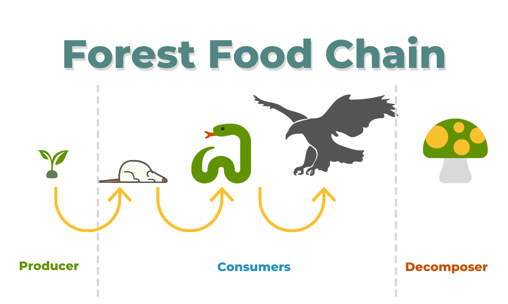 forest food chain