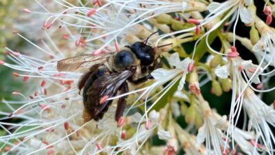 Carpenter Bee, a Pollinator, on Bottlebush Buckeye