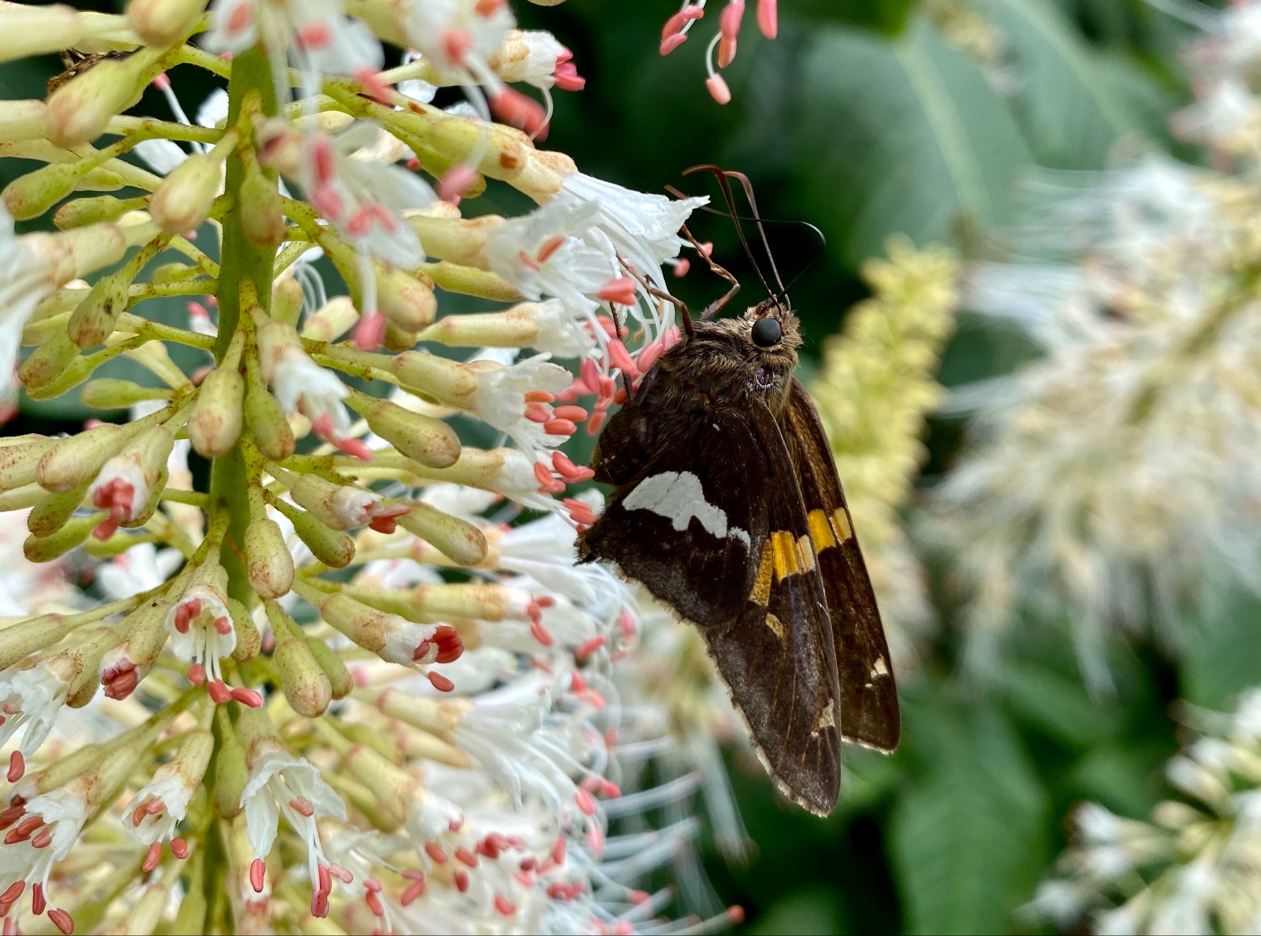 Pollinators in the Parks - Olmsted Parks Conservancy