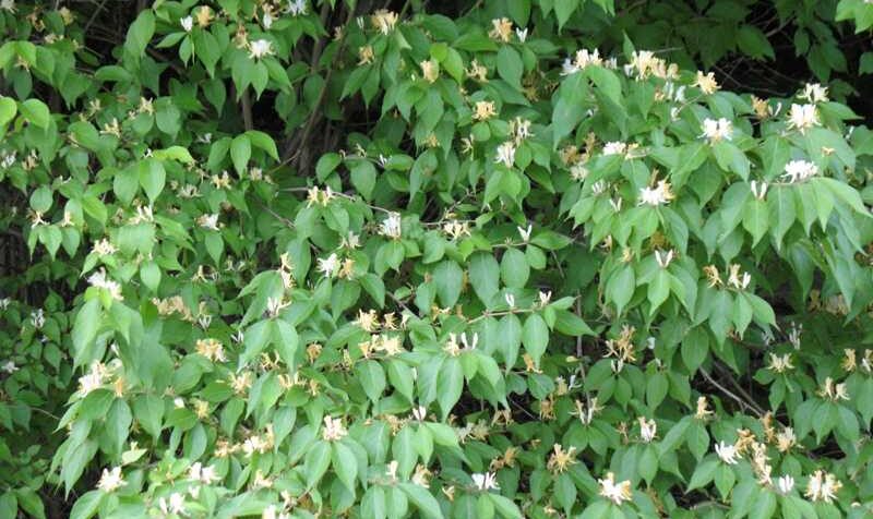 A photo of Bush Honeysuckle