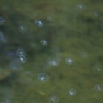 Jellyfish in Shawnee Park