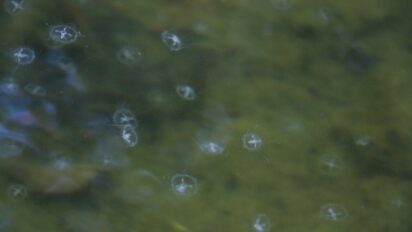 Jellyfish in Shawnee Park
