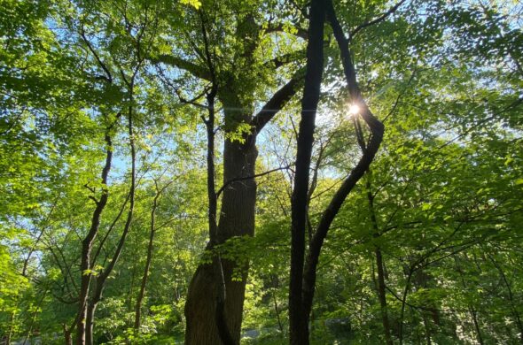 Beargrass Creek - Cherokee Park - Louisville - Kentucky iPhone 13