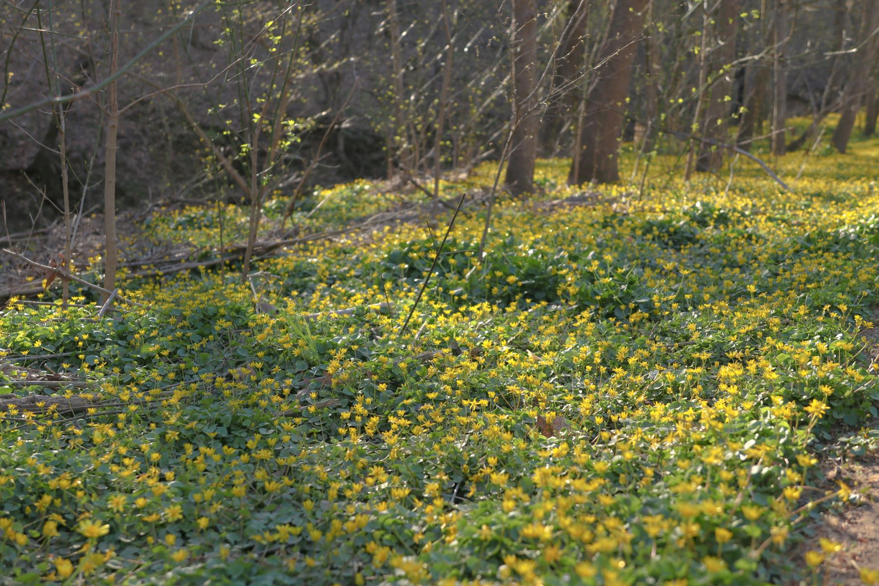 February's Work Fig Buttercup Mitigation Olmsted Parks Conservancy