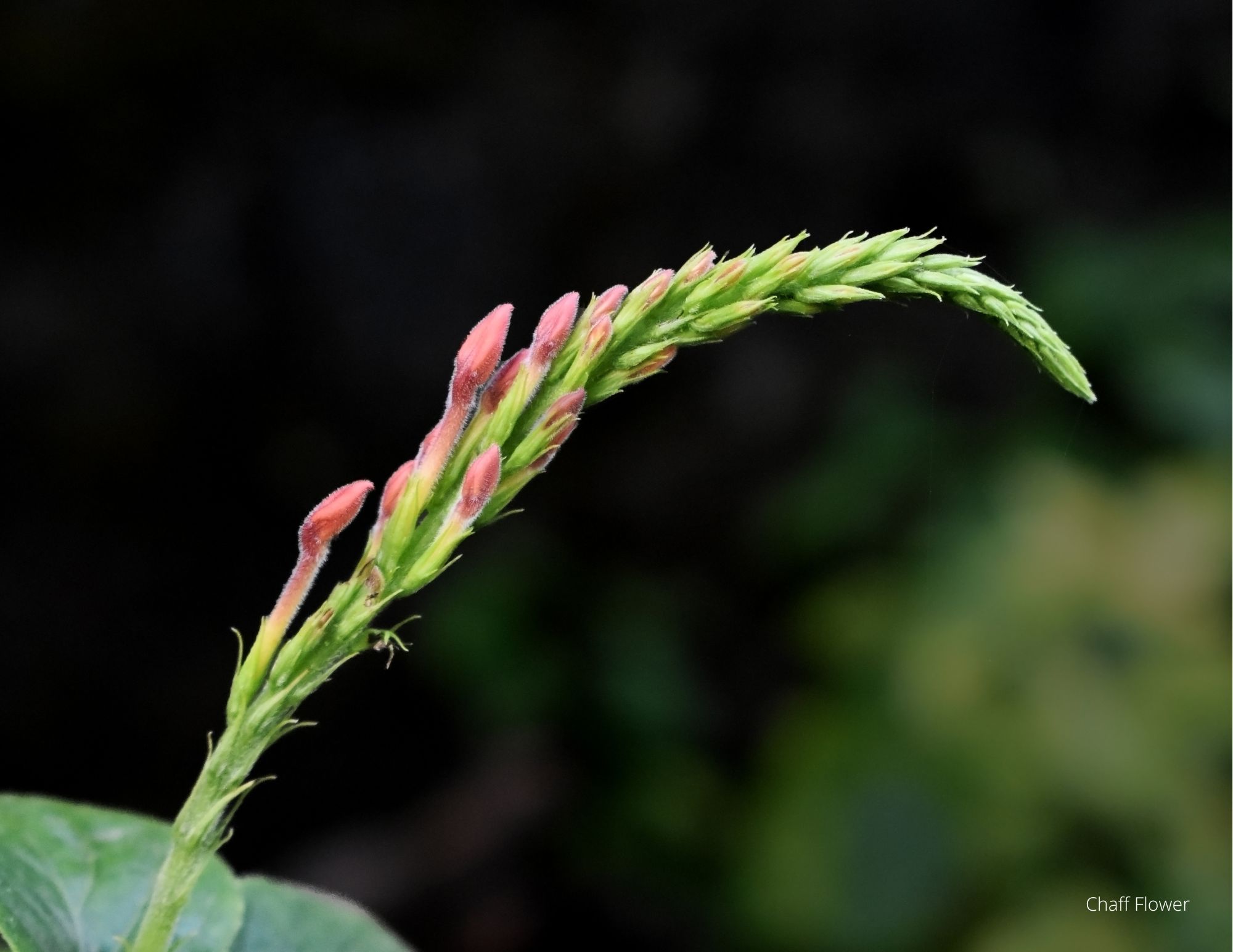 June's Work: Japanese stiltgrass and chaff flower - Olmsted Parks  Conservancy